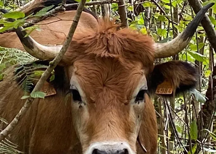 Сasa de vacaciones Espinareu La Villa